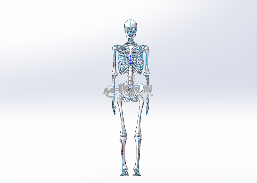 人体骨架模型主视图