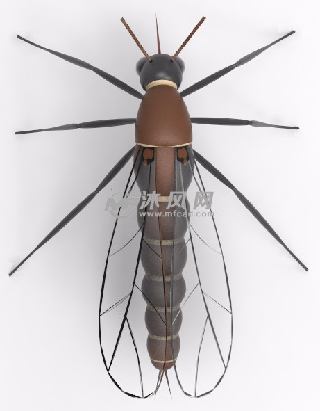 蚊子3d设计