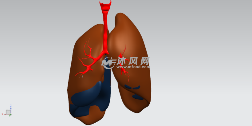 人肺部模型